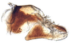 Pygofer, lateral view on Arahura Knight, 1975: Arahura reticulata, pygofer, ventrally (BMNH). (Observation).