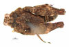 CollectionObject 1580131; df2b4f15-9dd8-472d-94e1-156071dd5df6: male, dorsal view (paratype 3/4). (CollectionObject).