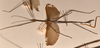 CollectionObject 1558184; b8e4626d-36d1-43d6-b262-6f9091c6c039: copyright OUMNH. male, lateral view of Ctenomorpha marginipennis (lectotype). (CollectionObject).