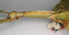 CollectionObject 1558770; NMW 886, b2082131-cbee-47a2-a57c-1f9ae817d6c5: copyright NMW, Vienna. female: head and thorax, lateral view of synonym Eurycnema stenocerca (lectotype). (CollectionObject).