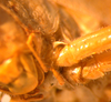 CollectionObject 1568246; 08f04954-1774-40f8-a35a-488e611c2b99: spine on fore coxa. (CollectionObject).