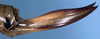 CollectionObject 1531827; ed9f1ae1-67b3-47a9-b072-c0b59f50b706: female ovipositor (holotype). (CollectionObject).
