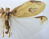 CollectionObject 1539800; 5ddb1771-fca9-40a7-84c2-d065d60ed469: female, dorsal view (holotype of variety morata). (CollectionObject).