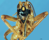 CollectionObject 1507151; 53ea6541-aeff-4d23-bff0-2cc50567b7df: male, frontal view. (CollectionObject).