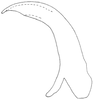 Aedeagus, lateral view on Salsocolila plana (Theron, 1979): Aedeagus, lateral view. (Observation).