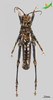 CollectionObject 2280459; d30ee321-b6e3-47d8-98da-2cfbbfd788ea, Unioeste Cascavel K-1313: Male, ventral view. (CollectionObject).