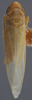 Habitus, dorsal view: !! display not done !! on Forcipata citrinella (Zetterstedt, 1828): (Observation).