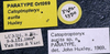 CollectionObject 1520827; 55bd3df0-da3d-41f2-a605-a1b2e3e5432e: labels (paratype). (CollectionObject).