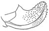 Arethaea gracilipes cerciata Hebard, 1936: Fig. 2 (after allotype). ovipositor. (Otu).