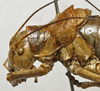 CollectionObject 1535947; 68717e0d-0d0f-4786-862b-46189a8daa14: female pronotum, lateral view (syntype). (CollectionObject).