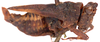 CollectionObject 2704309; CNMS 3062, 913ff1d6-afb3-4368-a269-425497480f0f, CNMS 3062: lateral view. female (paratype). (CollectionObject).