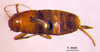 CollectionObject 1530704; e6c8073b-a2dc-40b2-9eb3-46e6035dad00: female, dorsal view (holotype). (CollectionObject).