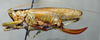 CollectionObject 1506476; 0453d3cc-f7df-4b08-a3bb-84169080b321: female habitus lateral view (topotype). (CollectionObject).