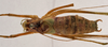CollectionObject 1534646; 62a2855f-7259-4947-8b03-635db8948eb0: male, dorsal view (holotype). (CollectionObject).