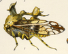 Habitus, lateral view: !! display not done !! on Smerdalea horrescens Fowler, 1896: (Observation).