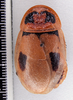Hormetica apolinari Hebard, 1919: Photo taken by Heidi Hopkins. (Otu).