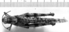 CollectionObject 1535833; d966f0fb-26c9-4fea-a1bb-f0af8f54c14c: Image Carbonell, C.S. male, dorsal view (syntype). (CollectionObject).