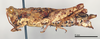 CollectionObject 1543154; d186ac21-6679-4027-98a9-c8072d45edb6: female, lateral view (lectotype of Chrotogonus brachypterus). (CollectionObject).