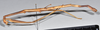 CollectionObject 1561672; NTUC 740, ef545296-ecab-4cdd-9e44-941d03968d60: copyright NTUC. female, lateral view (holotype). (CollectionObject).