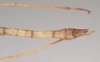 CollectionObject 1559510; NHMUK(SF IMPORT DUPLICATE) 844644, f79226dd-9d63-4f9b-9370-b210d5e0ca2f: copyright Natural History Museum, London. male: end of abdomen, dorsal view of Dixippus sodalis (holotype). (CollectionObject).