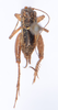 CollectionObject 1535392; a28192d8-74e1-4d78-9977-11e748716a2d: male, dorsal view (syntype). (CollectionObject).