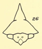 Head: !! display not done !! on Palonica pyramidata (Uhler, 1877): (Observation).