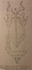CollectionObject 1561257; 9466e7e3-7e17-47f4-bad4-a30c7b476ac0: original publication. female (holotype). (CollectionObject).
