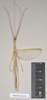 CollectionObject 1560039; NHMUK(SF IMPORT DUPLICATE) 844792, 1a8f538f-a47b-47ee-9f73-7b66559ba6c9: copyright Natural History Museum, London. male (holotype). (CollectionObject).