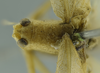 CollectionObject 1532142; 75202f9b-f5fa-4cfb-a1aa-6a67a6494ef7: male head and pronotum, dorsal view (syntype). (CollectionObject).