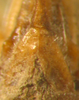 Ducetia borealis Gorochov & Kang, 2002: female abdominal apex, ventral view (paratype). (Otu).