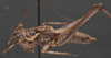 CollectionObject 1505834; a49006d4-9c2c-464f-9172-da8fd6f845e0: male, lateral view (holotype). (CollectionObject).