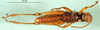 CollectionObject 1502279; 1e156b64-cd5a-44ac-afa2-6455ad3fc212: male, ventral view (syntype). (CollectionObject).