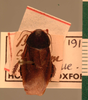 Pycnoscelus surinamensis (Linnaeus, 1758): Copyright UMO, Oxford. Type of synonym Blatta corticum, dorsal view. (Otu).