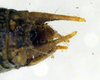 CollectionObject 1500536; e0f526d4-b81b-41aa-bb46-2856f57a12f8, DORSA BTrhainsHTM: male cerci (holotype). (CollectionObject).