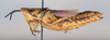 CollectionObject 1534027; 010c6ecf-2c00-49e4-bd3a-c9683d0a2c20: female, lateral view (holotype of Ochrophlebia proxima). (CollectionObject).