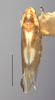 Habitus, dorsal view on Erythridula electa (McAtee, 1920): Habitus (holotype of E. ampasa Ross & DeLong, INHS collection). (Observation).