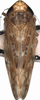 Habitus, dorsal view: !! display not done !! on Maiestas oryzae (Matsumura, 1902): Habitus. (Observation).