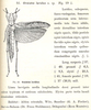 Oraistes luridus Karsch, 1896: p. 289. original description (with figure). (Otu).