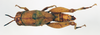 CollectionObject 1572642; 8876b04d-66c4-49ba-acc4-53dc6838e079: female, dorsal view (allotype). (CollectionObject).