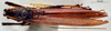 CollectionObject 1516494; NNM 3224738, cda4604d-81c0-4f1b-be02-ca2799281151: male habitus dorsal view. (CollectionObject).