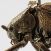 CollectionObject 1539610; 2a1572f8-511d-4bf2-9f6b-80cbbb750a04: male pronotum, lateral view (holotype). (CollectionObject).
