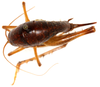 CollectionObject 1499664; 9c34b5b1-0c96-4b46-b47e-8c9dc1b37f98: female, dorsal view (allotype). (CollectionObject).
