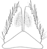 Subgenital plate, ventral view on Cosmotettix (Airosus) costalis (Fallén, 1826): Subgenital plate. (Observation).