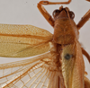 CollectionObject 1534628; f4814be4-45a7-484a-8b7d-0ee2d8e89cb6: female pronotum dorsal (holotype). (CollectionObject).