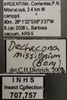 Other: !! display not done !! on Dechacona missionum (Berg, 1879): Labels. Labels for the specimen used for the dorsal, lateral and face images. (Observation).