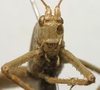 CollectionObject 1535055; ef16bb8e-242c-450f-8210-a9c2d4bfe98c: male, frontal view (holotype). (CollectionObject).