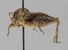 CollectionObject 1523138; 471aed23-cf9a-4731-9ad2-a37c84e79e74: female, lateral view (holotype). (CollectionObject).