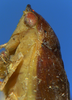 Head on Costanana dunda DeLong & Freytag, 1972: Male holotype [OSU]: head, pronotum and mesonotum, lateral view. (Observation).