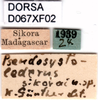 CollectionObject 1584227; cad4a380-1196-436a-bf14-acc5ff857d64, DORSA D067XF02: labels (syntype). (CollectionObject).