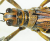 CollectionObject 1498685; 0287831c-a28a-4741-8751-06f8b10e37e2: male head and pronotum, dorsal view. (CollectionObject).